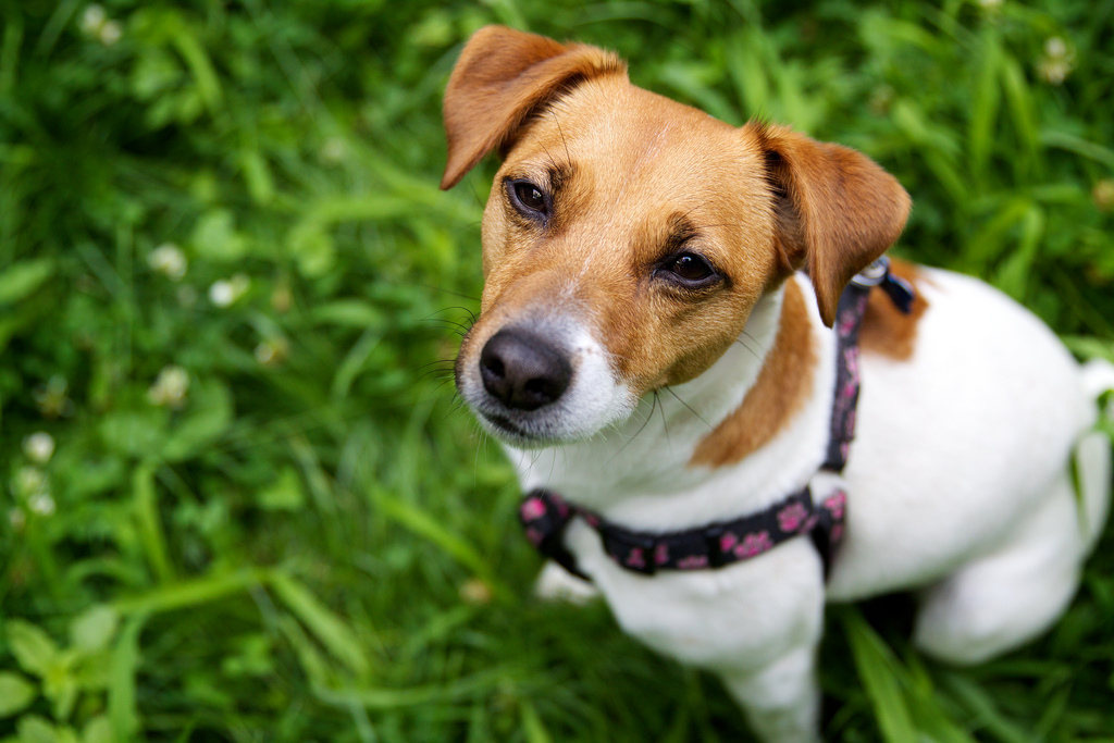Jack Russell Terrier Rescue Ontario