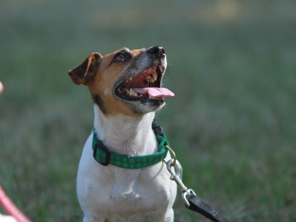 About Us - Jack Russell Terrier Rescue Ontario