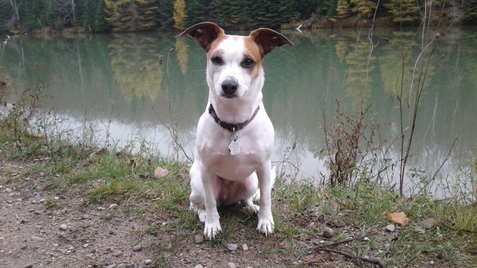 Adoption - Jack Russell Terrier Rescue Ontario
