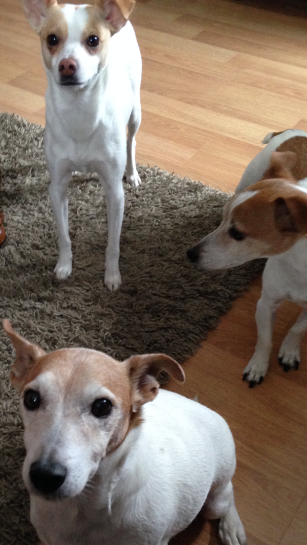 Adoption - Jack Russell Terrier Rescue Ontario