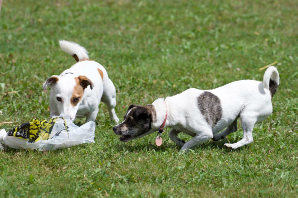 Adoption - Jack Russell Terrier Rescue Ontario