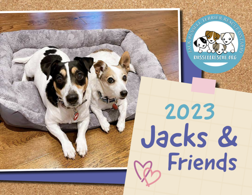 Home - Jack Russell Terrier Rescue Ontario